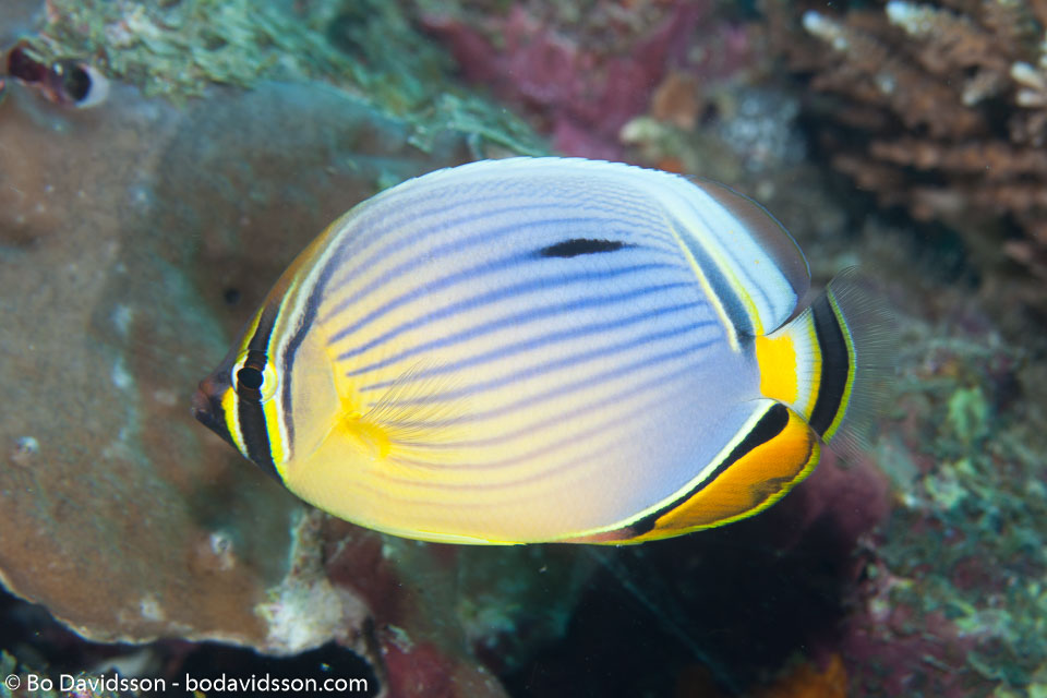 BD-130710-Maldives-0067-Chaetodon-trifasciatus.-Park.-1797-[Melon-butterflyfish].jpg